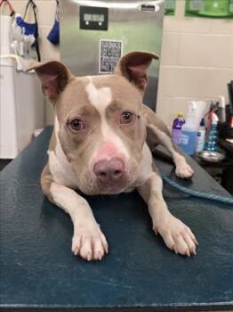 American Bulldog Dogs Available for Adoption in Mobile, Alabama - ZELDA | PetCurious