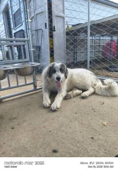 Buddie -  Great Pyrenees Dog Available for Adoption in Ville Platte, Louisiana - Buddie | PetCurious
