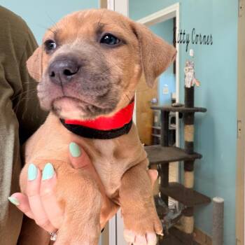 Retriever and Shepherd Dogs Available for Adoption - Brew | PetCurious