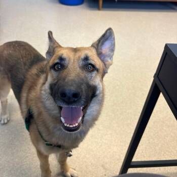 Rex -  Shepherd Dog for Adoption in Murray, Utah - Rex | PetCurious
