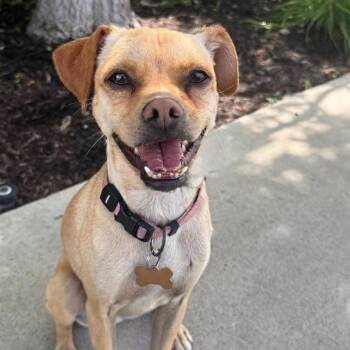 Chihuahua Dogs Available for Adoption in Newport Beach, California - Pippa | PetCurious
