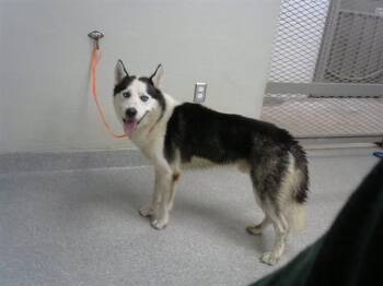 A185978 -  Siberian Husky and Mixed Breed Dog for Adoption in Pasadena, Texas - A185978 | PetCurious