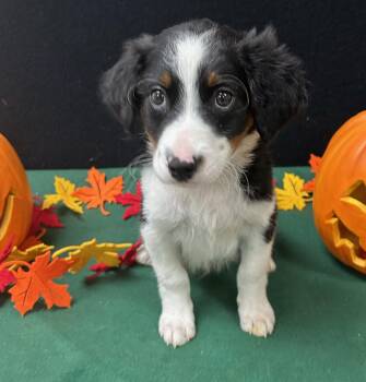 Rescue Australian Cattle Dog Blue Heeler Dogs for Adoption in Neillsville, Wisconsin - Snoopy | PetCurious