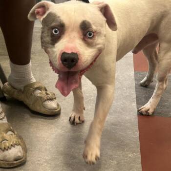 Ghost -  Pit Bull Terrier Dog for Adoption in Philadelphia, Pennsylvania - Ghost | PetCurious