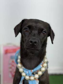 Chloe-One of our Amazing Rescue Dogs -  Puggle and Chihuahua Dog for Adoption in Carlsbad, California - Chloe-One Of Our Amazing Rescue Dogs | PetCurious