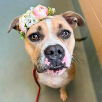 Gloria -  American Staffordshire Terrier Dog for Adoption in Pittsburgh, Pennsylvania - Gloria | PetCurious