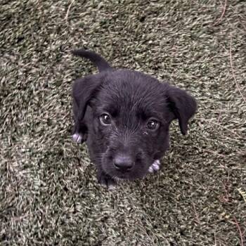 Mario -  Terrier and Mixed Breed Dog for Adoption in San Diego, California - Mario | PetCurious