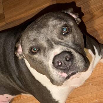 Pit Bull Terrier Dogs Available for Adoption - Creed | PetCurious