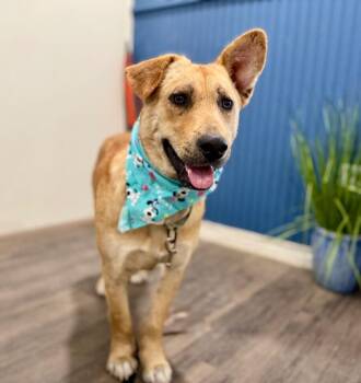 Carolina Dog and German Shepherd Dog Dogs Available for Adoption - Riley The Flip Flop Eared Happy Girl | PetCurious