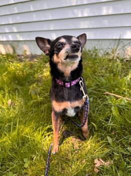 Gidget -  Chihuahua Dog for Adoption in Muskegon, Michigan - Gidget | PetCurious