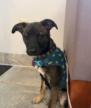 Miniature Pinscher Dogs Available for Adoption -  Dottie : Your 12 Lb Of Energy Booster | PetCurious