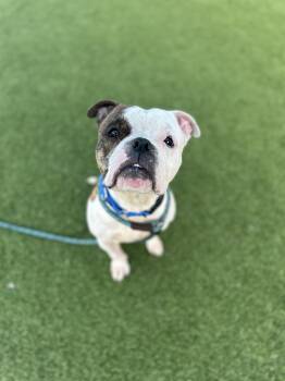 Pit Bull Terrier Dogs Available for Adoption in Eagle, Idaho - Browny *Courtesy Post. Out Of Town Pet. See Below For Details* | PetCurious