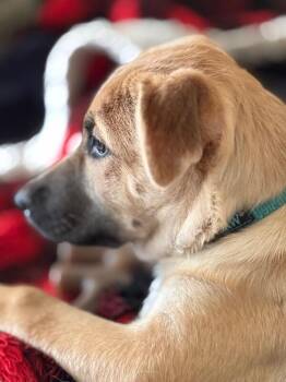 Evie -  German Shepherd Dog Dog for Adoption in Seattle, Washington - Evie | PetCurious