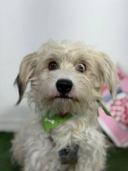 Cyprus-One of our Amazing Rescue Dogs -  Maltese and Havanese Dog for Adoption in Carlsbad, California - Cyprus-One Of Our Amazing Rescue Dogs | PetCurious