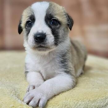 Hound and Retriever Dogs Available for Adoption - Gannon | PetCurious