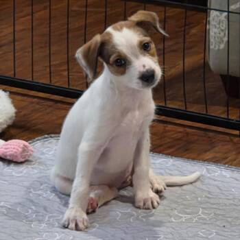 Kiley -  Jack Russell Terrier and Mixed Breed Dog for Adoption in Fredericksburg, Virginia - Kiley | PetCurious
