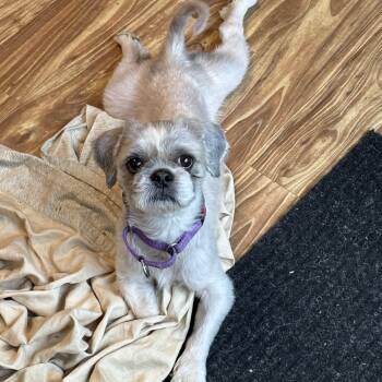 Shih Tzu Dogs Available for Adoption in Valley City, Ohio - Milton | PetCurious