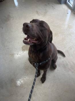 Rescue Labrador Retriever Dogs for Adoption in Hillsboro, Ohio - Moose | PetCurious