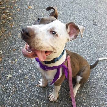 Pit Bull Terrier Dogs Available for Adoption - Loki | PetCurious