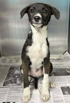 Terrier Dogs Available for Adoption in Brewster, New York - Alabama Blaze (TN A Litter) | PetCurious