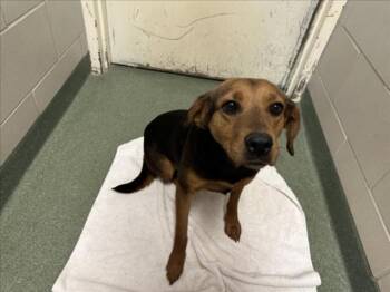 Mixed Breed Dogs Available for Adoption in Santa Fe, New Mexico - A175114 | PetCurious