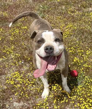 Rescue Pit Bull Terrier Dogs for Adoption in Ventura, California - Dorothy | PetCurious
