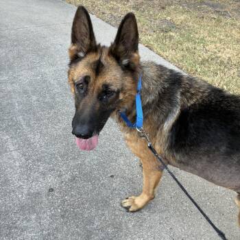 Armadillo -  German Shepherd Dog Dog for Adoption - Armadillo | PetCurious
