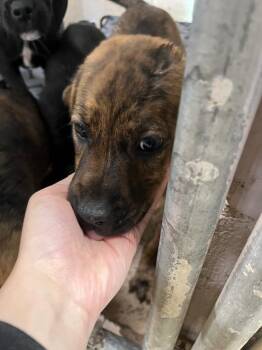 Ranger -  Pit Bull Terrier Dog for Adoption in Troy, Ohio - Ranger | PetCurious