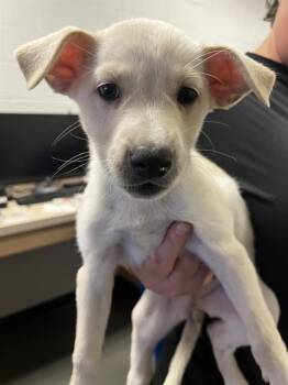 Labrador Retriever and Mixed Breed Dogs Available for Adoption - ARIEL | PetCurious