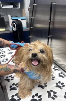 Shih Tzu and Mixed Breed Dogs Available for Adoption in North Charleston, South Carolina - 05262b Leia | PetCurious