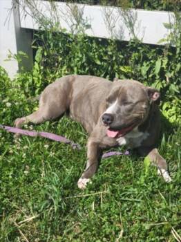 SEABISCUIT -  American Staffordshire Terrier Dog for Adoption in Derwood, Maryland - SEABISCUIT | PetCurious