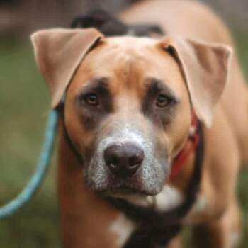Allen (20260924-04) -  Boxer and Labrador Retriever Dog for Adoption in Niagara Falls, Ontario - Allen (20260924-04) | PetCurious
