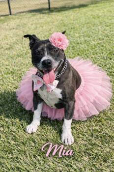 Pit Bull Terrier Dogs Available for Adoption - Mia  | PetCurious