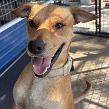 Black Mouth Cur and Mixed Breed Dogs Available for Adoption in Floresville, Texas - Lance | PetCurious
