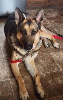 German Shepherd Dog Dogs Available for Adoption in Suamico, Wisconsin - Memphis | PetCurious