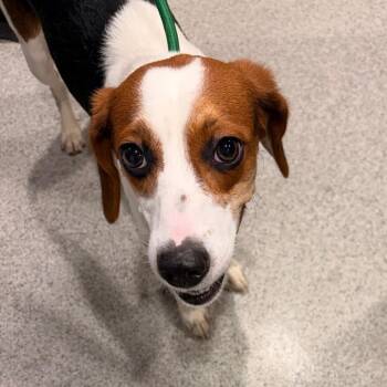 Cinnamon Raisin -  Beagle and Mixed Breed Dog for Adoption in Tampa, Florida - Cinnamon Raisin | PetCurious