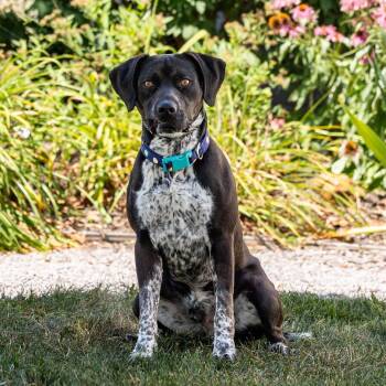 Barnaby -  Black Labrador Retriever and Mixed Breed Dog for Adoption in Council Bluffs, Iowa - Barnaby | PetCurious