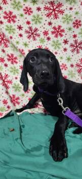 Rescue Pointer and Labrador Retriever Dogs for Adoption in West Milwaukee, Wisconsin - Katie $500 | PetCurious