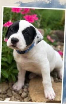 Rocky 5 -  American Bulldog and Labrador Retriever Dog for Adoption in Parker, Colorado - Rocky 5 | PetCurious