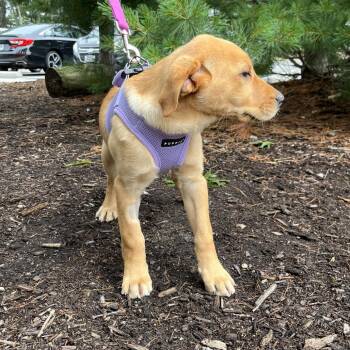 Liberty -  Yellow Labrador Retriever Dog for Adoption in East Hampton, New York - Liberty | PetCurious