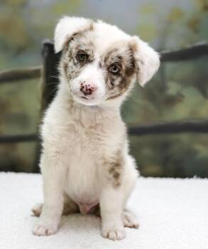 Aussie Puppies -- Diego -  Australian Shepherd Dog for Adoption in Casa Grande, Arizona - Aussie Puppies -- Diego | PetCurious