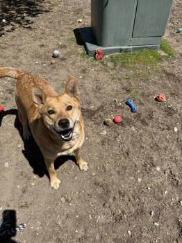 Mae -  Australian Cattle Dog Blue Heeler Dog Available for Adoption in Bellaire, Michigan - Mae | PetCurious