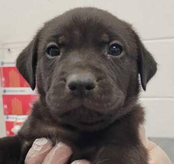 Dapper Dan -  Mixed Breed Dog for Adoption in Kansas City, Missouri - Dapper Dan | PetCurious