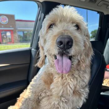 Standard Poodle and Golden Retriever Dogs Available for Adoption in New Orleans, Louisiana - Jace Bennett (Benefactor Dog) | PetCurious