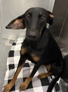 DOBIE -  Doberman Pinscher Dog for Adoption in Dallas, Texas - DOBIE | PetCurious