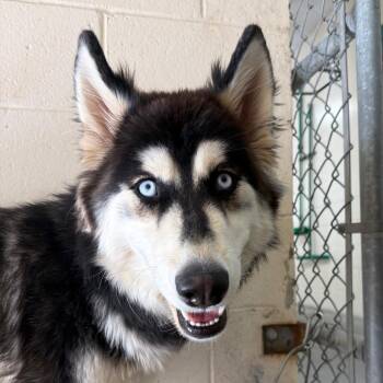 Gemma -  Siberian Husky and Shepherd Dog for Adoption in Reno, Nevada - Gemma | PetCurious