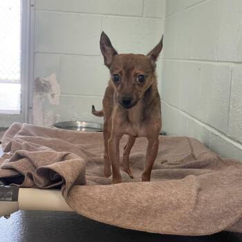 S64051 -  Chihuahua and Mixed Breed Dog for Adoption in Newark, New Jersey - S64051 | PetCurious