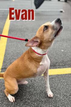 Evan -  Beagle Dog for Adoption - Evan | PetCurious