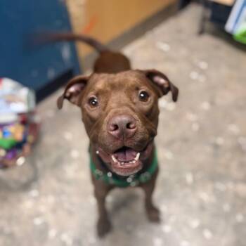 Moren -  Mixed Breed Dog for Adoption in Philadelphia, Pennsylvania - Moren | PetCurious