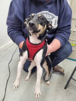 Roxie -  Rat Terrier Dog for Adoption in Linton, Indiana - Roxie | PetCurious
